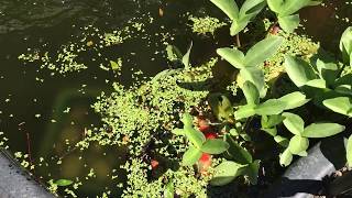 Goldfish Comet Goldfish Pond Breeding My Fish [upl. by Tereb423]