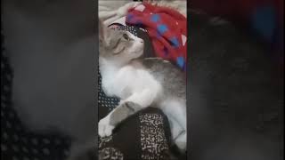 Tiger attrocities comedyvideos funny trending videos [upl. by Kingsly]