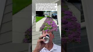 Swap Your Boring Lawn Grass With Red Creeping Thyme grandpa [upl. by Muir]