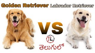 Labrador retriever Vs Golden retriever Dog  Dog Comparison in Telugu [upl. by Aleen]