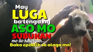 MABISANG GAMOT SA ASO NA MAY EAR INFECTION LUGA AT EARMITES I DA HUSTLERS TV [upl. by Paloma]