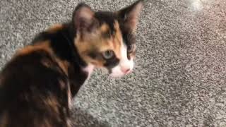 Calico kitten of Duzce bus station [upl. by Rico]