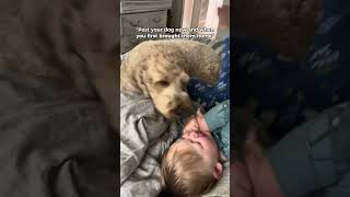 🥹🐾 goldendoodle doglife happydog dogoftheday doglovers dogmom doggo puppylove puppy [upl. by Adnahcir96]