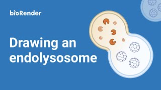 Drawing an endolysosome [upl. by Manard]