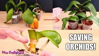 Orchid Care for Beginners  How to save sick rootless Phalaenopsis Orchids  Before amp After [upl. by Inobe]