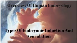 Types Of Embryonic Induction And Neurulation [upl. by Strep559]