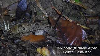 The Ferdelance or Terciopelo Bothrops asper in Costa Rica [upl. by Mellicent]