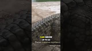 Saltwater Crocodiles Australias Largest and [upl. by Dewie]