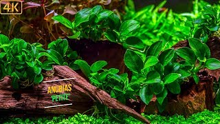 Planted Aquarium  Dreamy freshwater plants  Part 2 [upl. by Ahtibat]