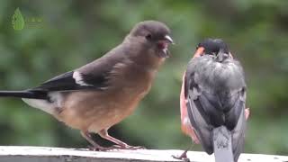 CONCIENTIZACIÓN SOBRE LA IMPORTANCIA DE LOS BEBEDEROS DE AGUA PARA AVES [upl. by Tabina]