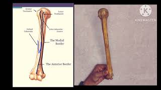 HUMERUS BONEEXTERNAL FEATURES PART 1 ANATOMYIN TAMIL [upl. by Ettegroeg988]