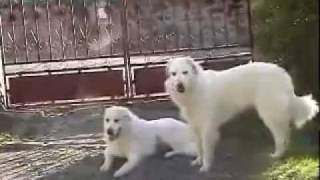 Pyrenean Mountain Dog  Great Pyrenees breed standard [upl. by Block]