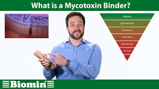 What is a Mycotoxin Binder Your Animal Nutrition Questions Answered [upl. by Vitus]