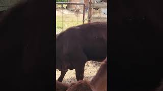 Halter breaking heifers heifers cattle [upl. by Femmine]