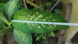 How To Grow Dieffenbachia Plant Leaves More Larger [upl. by Nofpets]