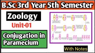 Conjugation in Paramecium Bsc 3rd Year 4th Semester Zoology Unit01  conjugation in paramecium [upl. by Rodavlas7]