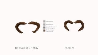 A Volumetric Comparison of the C57BL6 and N3 C57BL6 x 129 SV Mouse Brain [upl. by Aniweta]