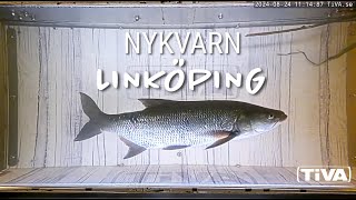 Fiskvandring live i Linköping [upl. by Rollecnahc]