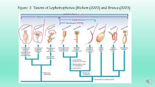 Lophotrochozoa and Phylum Cycliophora [upl. by Earej135]