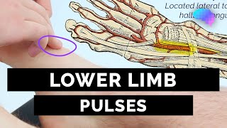 Lower Limb Pulses  OSCE Guide  UKMLA  CPSA [upl. by Flessel]