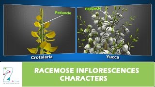 RACEMOSE INFLORESCENCES CHARACTERS [upl. by Araminta575]