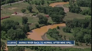 Animas River back to normal after mine spill [upl. by Doherty]