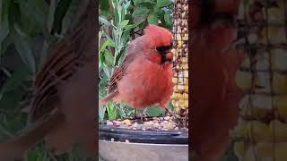 Just a happy Red Cardinal northerncardinal [upl. by Krissie304]