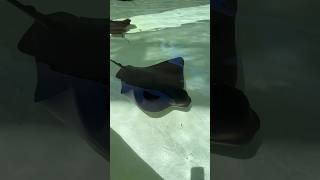 “Bat Rays Shallows” at SeaWorld San Diego seaworldsandiego [upl. by Mariquilla]