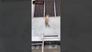 அது எப்படி திமிங்கலம் 🤔🤔🤔🤔 அதான் வாத்தியாரே எனக்கும் தெரியல 🧐🧐🧐🧐 Rescue cat 😺😺😺😺 [upl. by Atnohs]