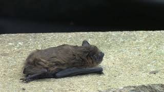 Common Pipistrelle Bat [upl. by Ater]