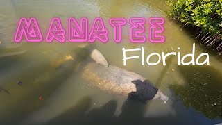 Manatee and Tarpon in Islamorada [upl. by Aisirtap]