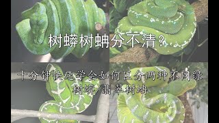 【硬核科普】绿树蟒翡翠树蚺分不清？治疗趋同进化脸盲症！ [upl. by Braasch406]