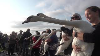 SWAN ROUND UP ABBOTSBURY DORSET 2019 [upl. by Teteak285]