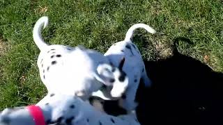 Dalmatian Puppies For Sale [upl. by Ahsem]