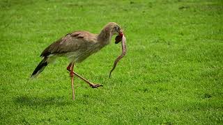 Redlegged Seriema  snake attack [upl. by Oly]