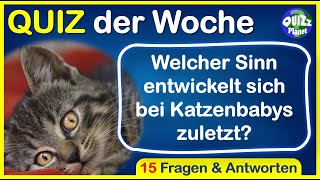 Quiz Allgemeinwissen Nr 80  Rätsel 15 Fragen  Quiz deutsch Rätsel zum Lösen [upl. by Marrilee]