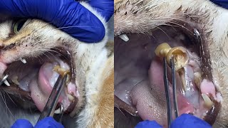 Removing A Gigantic Bone From Cats Mouth [upl. by Odrautse]