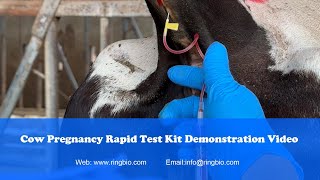 Ringbio Bovine Pregnancy Rapid Test Kit Rapid Visual Blood Pregnancy Test For Cattles [upl. by Ettevi301]