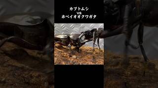 カブトムシvsホペイオオクワガタ 虫相撲 カブトムシ ホペイオオクワガタ [upl. by Ainocal]