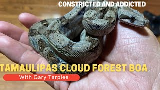 tamaulipascloudforest boa boaimperator Tamaulipas Cloud Forest Boa [upl. by Eiramyllek]