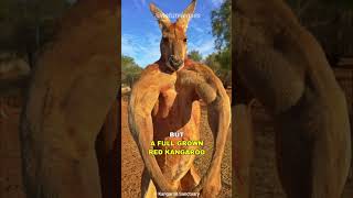 Kangaroo  The Buff Marsupial [upl. by Jotham]