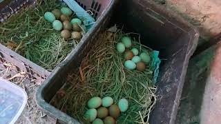 Eggs Collection Of my Hens 🥚🥚 Poultry farming at home 🏡 [upl. by Meade]