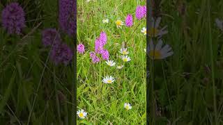 Our Pyramidal orchids have bloomed well this year [upl. by Publus]