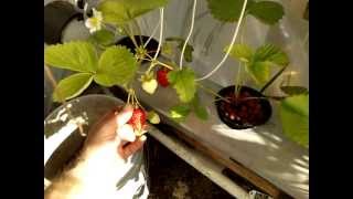 Growing Strawberries in Aquaponics [upl. by Rocky]