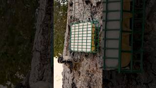 Nuttalls Woodpecker🐦Oak Tree Suet Snack nuttallswoodpecker [upl. by Liman34]