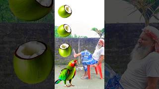 Rounding cut green coconuts to Duck Peacock Pigeon amp Parrot  Birds names magic video [upl. by Vigen]