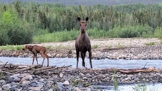 Close encounterstare down with a Moose and her calf McCarthy AK [upl. by Stallworth]