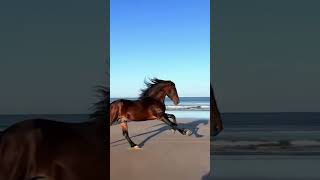 run and be free like the windhorse caballos cowgirl caballosdepaso horsesports cowboys [upl. by Erdnaek348]