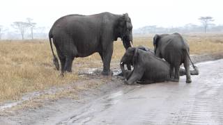 baby elephant slipping [upl. by Hobey]