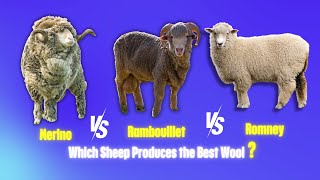 The Battle for BEST Wool Begins  Merino vs Rambouillet vs Romney Sheep [upl. by Behlau]